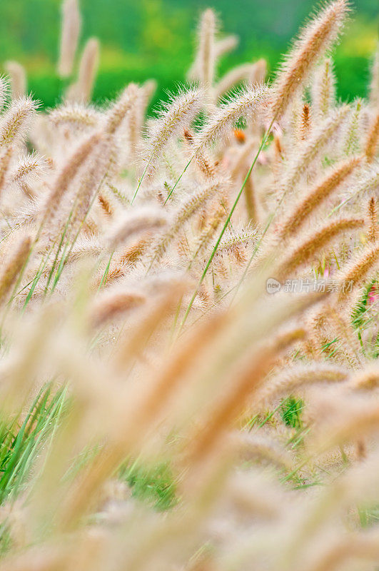 秋季喷泉草(Pennisetum setaceum) - I